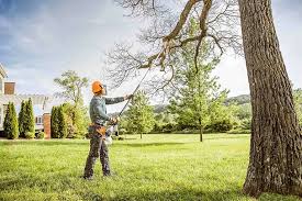 Best Tree and Shrub Care  in Gold River, CA