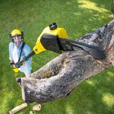 Best Tree Removal  in Gold River, CA