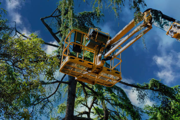 Best Tree Disease Treatment  in Gold River, CA