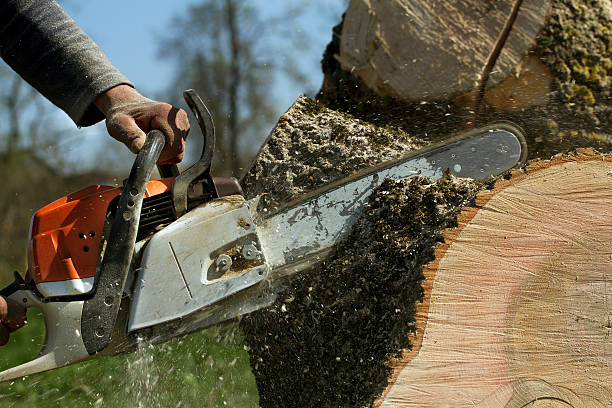 Best Lawn Maintenance Plans  in Gold River, CA